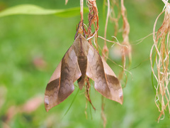 Clanis stenosema