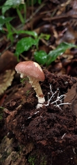 Stropharia acanthostipitata