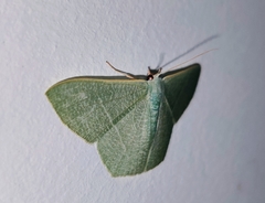 Pelagodes antiquadraria