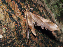 Clanis stenosema