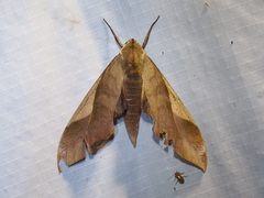 Clanis stenosema