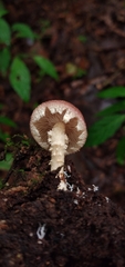 Stropharia acanthostipitata