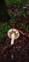 Stropharia acanthostipitata
