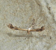 Pterophoridae