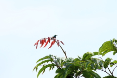 Cinnyris bifasciatus