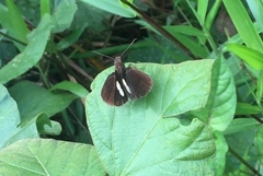 Notocrypta paralysos varians