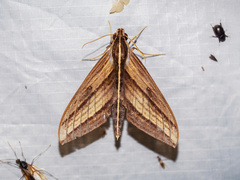 Elibia dolichus
