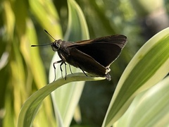 Asbolis capucinus