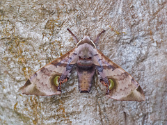 Daphnusa ocellaris