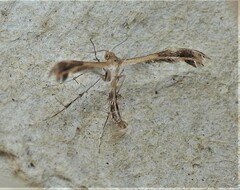 Pterophoridae