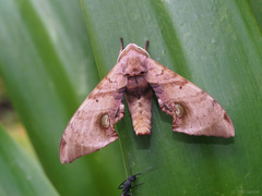 Daphnusa ocellaris