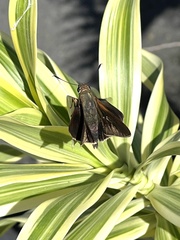 Asbolis capucinus