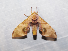 Daphnusa ocellaris