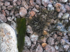 Actiniidae