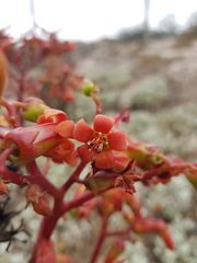 Tylecodon grandiflorus