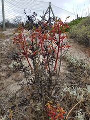 Tylecodon grandiflorus