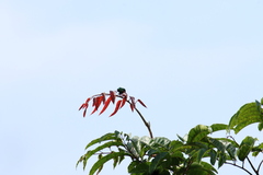 Cinnyris bifasciatus