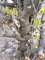 Tylecodon grandiflorus