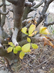Tylecodon grandiflorus