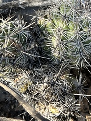 Neolloydia conoidea