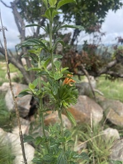 Leonotis ocymifolia
