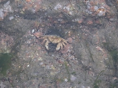 Hemigrapsus sanguineus