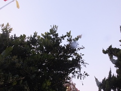 Ligustrum japonicum