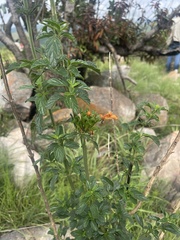 Leonotis ocymifolia