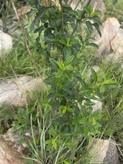 Leonotis ocymifolia