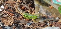 Lacerta schreiberi