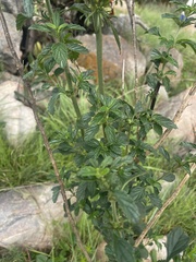 Leonotis ocymifolia