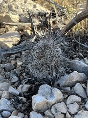 Neolloydia conoidea