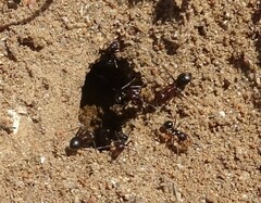 Anoplolepis steingroeveri