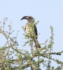 Lophoceros nasutus