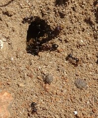 Anoplolepis steingroeveri