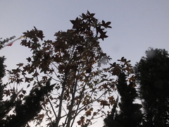 Liquidambar styraciflua