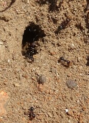 Anoplolepis steingroeveri