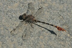 Paragomphus genei
