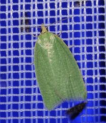 Tortrix viridana