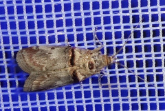 Trachonitis cristella