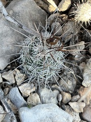 Neolloydia conoidea