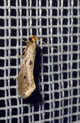 Tinea trinotella
