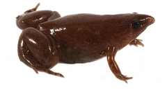 Tapir Frog photo 2