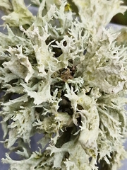 Ramalina fastigiata