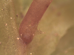 Symphyogyna hymenophyllum