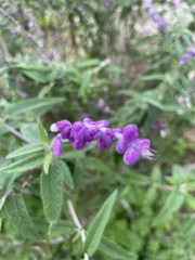 Salvia leucantha