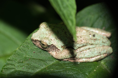 Kurixalus eiffingeri