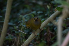 Liocichla steerii