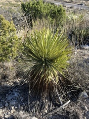 Yucca reverchonii