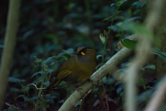 Liocichla steerii